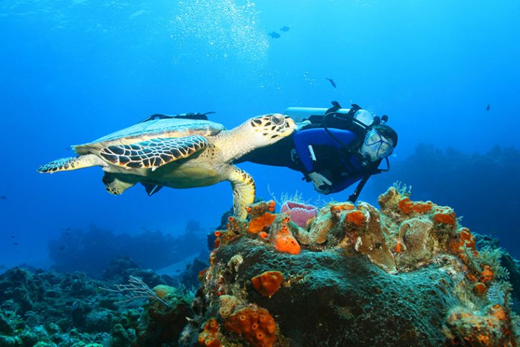 Hawksbill Turtle and Diver